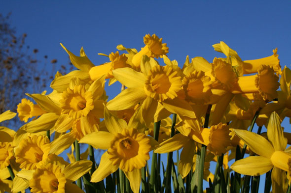 Bunga Daffodils